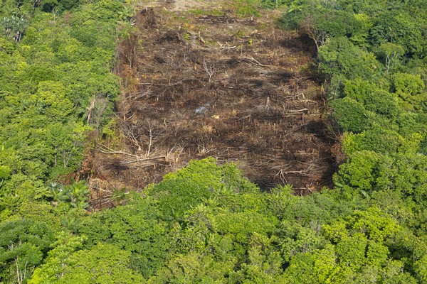 Queimadas na Amazônia: entenda quais são as causas