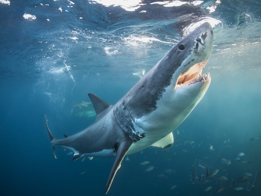 O ataque ode tubarão branco na Califórnia aconteceu um mês depois de pesquisadores descobrirem o aumento no número do predador no estado