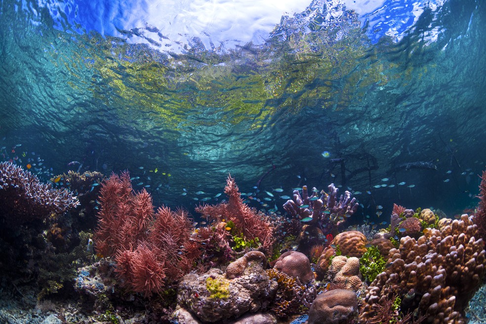Recife de corais — Foto: Getty Images