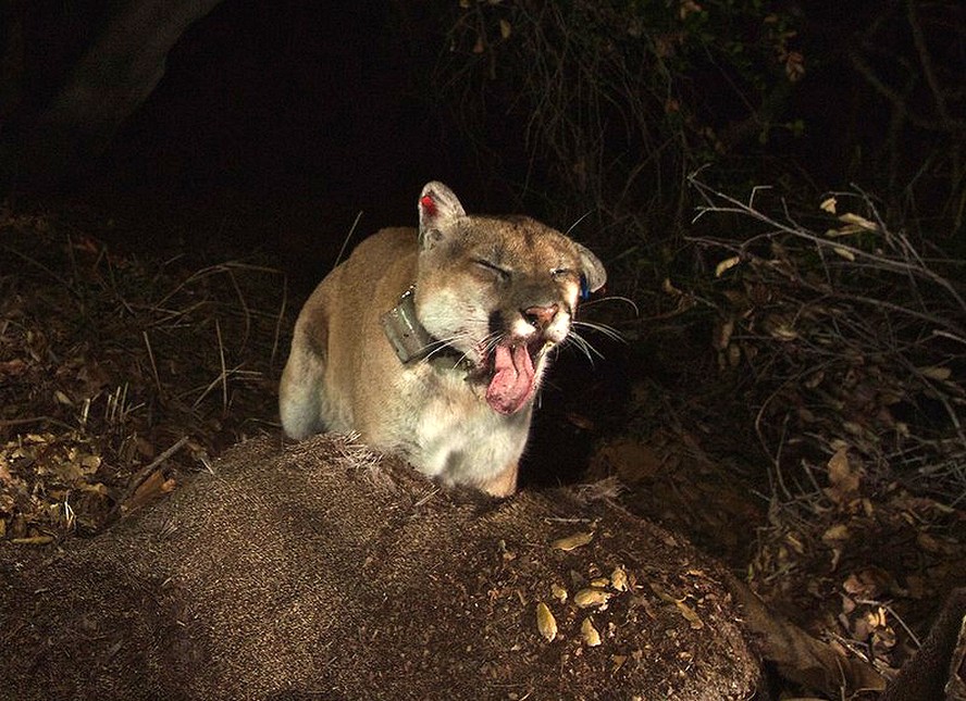 "O Brad Pitt dos pumas" como o felino P22 conquistou Los Angeles