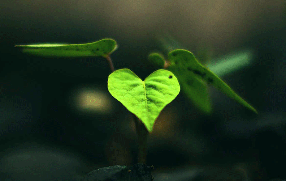 Planta em formato de coração