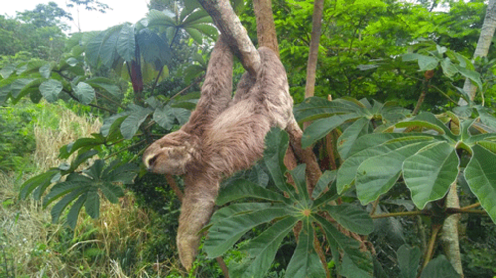 Monitoramento: bicho-preguiça encontrado nas áreas de reflorestamento no contorno da Rodovia Tamoios.  — Foto: PlantVerd