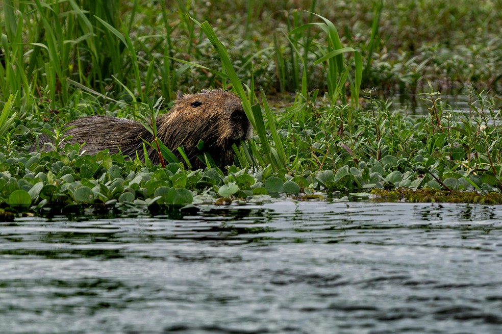 Capivara: um dos animais mais comuns encontrados em ecossistemas marinhos, como lagos e manguezais. — Foto: Marcelo Gonzalez