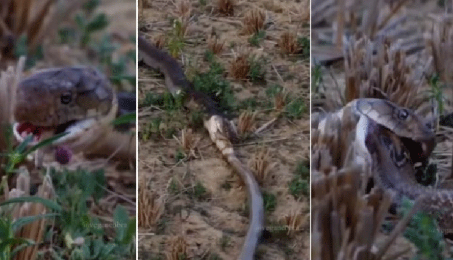 A verdade sobre o vídeo que mostra como cobra caninana selvagem