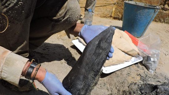 Estrutura de madeira mais antiga do mundo é encontrada por arqueólogos na Zâmbia e traz revelações sobre ancestrais humanos 