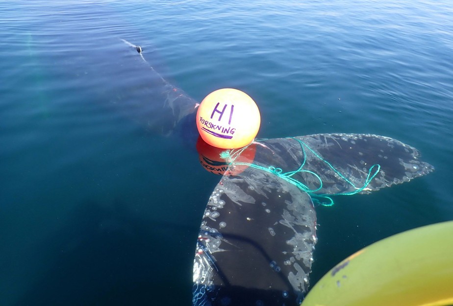 Baleia resgatada pela guarda costeira na Noruega.