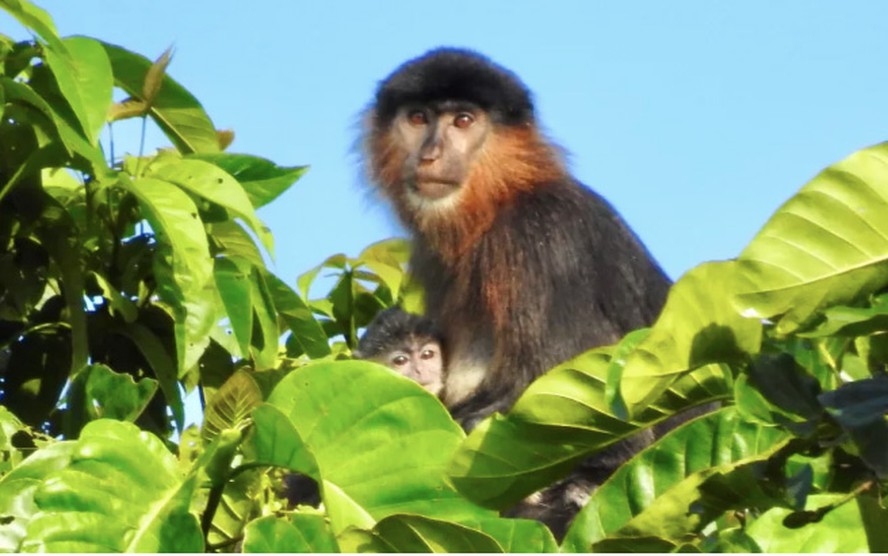 Macaco híbrido de Borneo