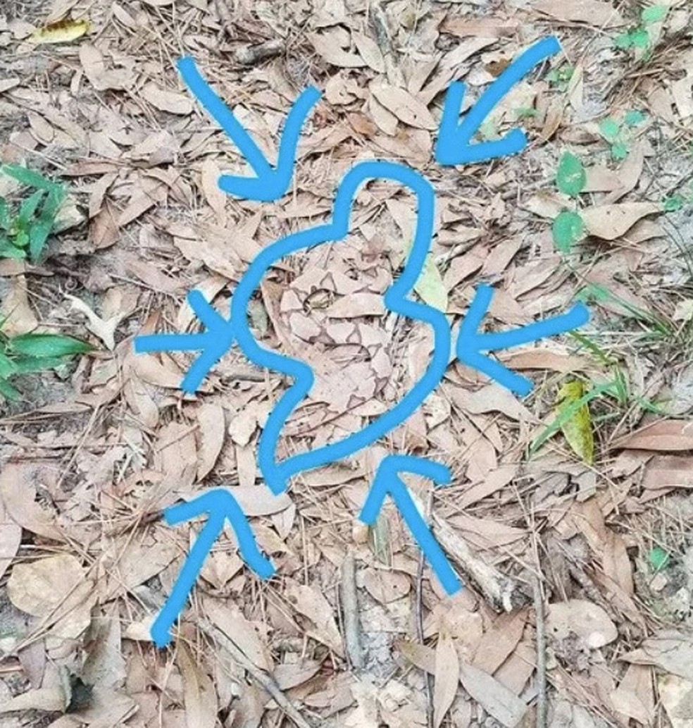 Cobra Azul Escura Em Um Galho Com Folhas Crescendo Ao Fundo