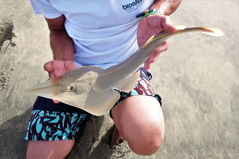 Peixe-guitarra de queixo preto  (Rhinobatos cemiculus) — Foto: © Biosfera