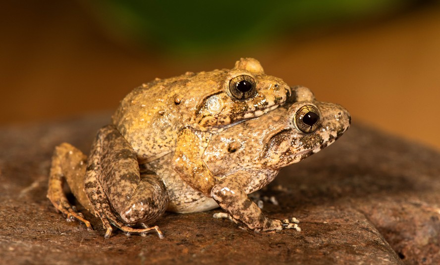 Sapo ameaçado de extinção acasala e põe ovos de cabeça para baixo ...