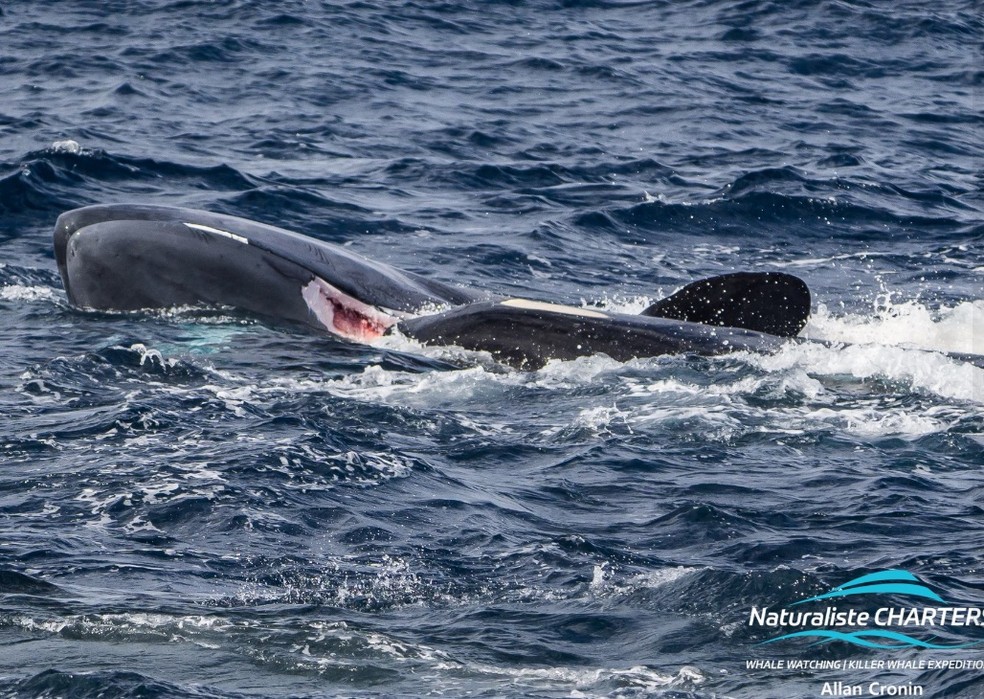 No detalhe, é possível ver orca logo depois de arrancar um pedaço da presa durante a caçada — Foto: Allan Cronin