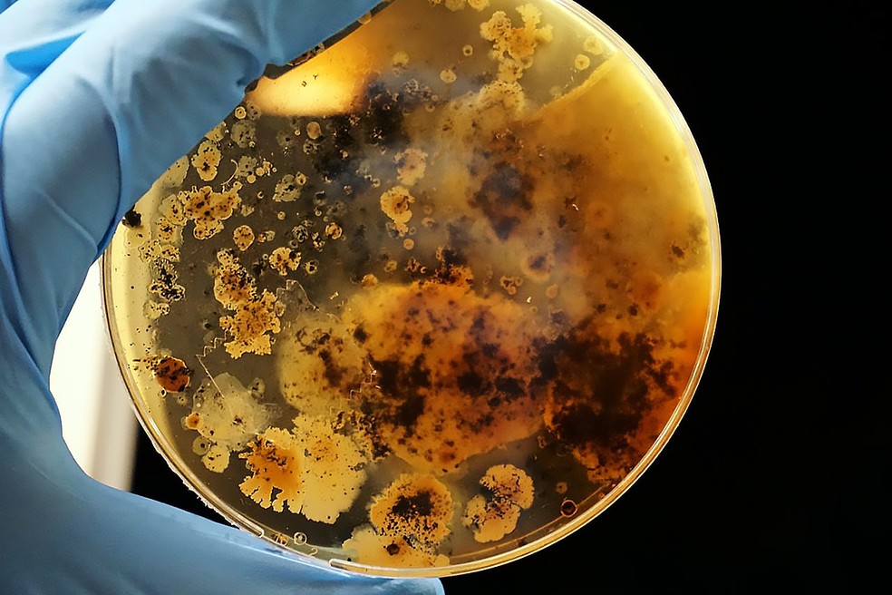 Inovar às vezes é ver a natureza de outra maneira, e no caso da Symbiomics isso é levado ao nível microscópico. — Foto: Divulgação/Symbiomics