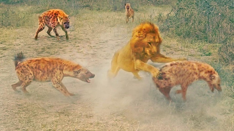 Leão ataca hiena e seu clã reage
