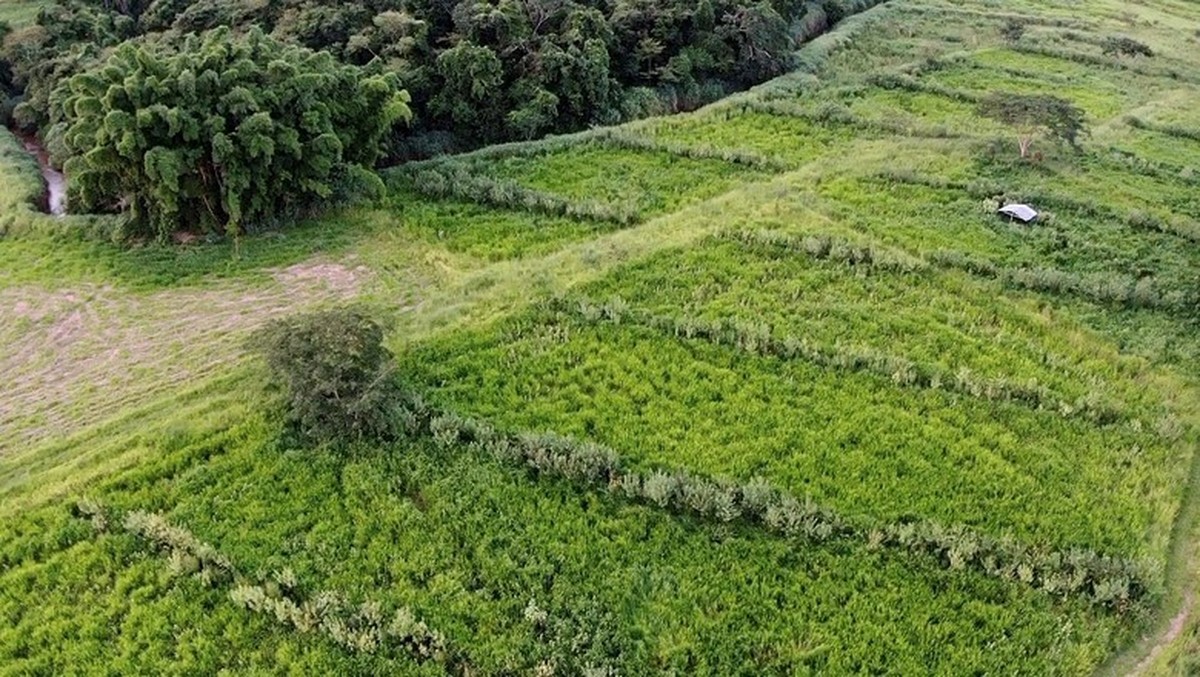 Agricultura caminha para ficar livre de resíduos químicos - Agropecuário -  Estado de Minas