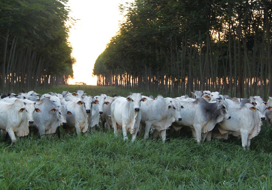 Quatro caminhos para a preservação: Ar | Fazenda em Goiás é exemplo contra emissão de gases