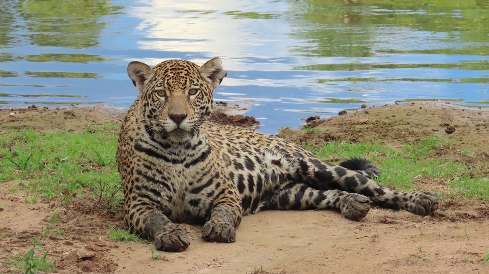Onça pintada no Onçafari, em MT. — Foto: Pedro Reali/Divulgação