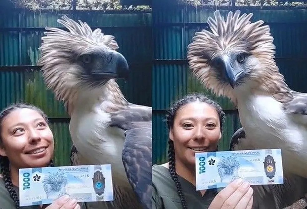 Águia das Filipinas viraliza no TikTok — Foto: Reprodução/TikTok