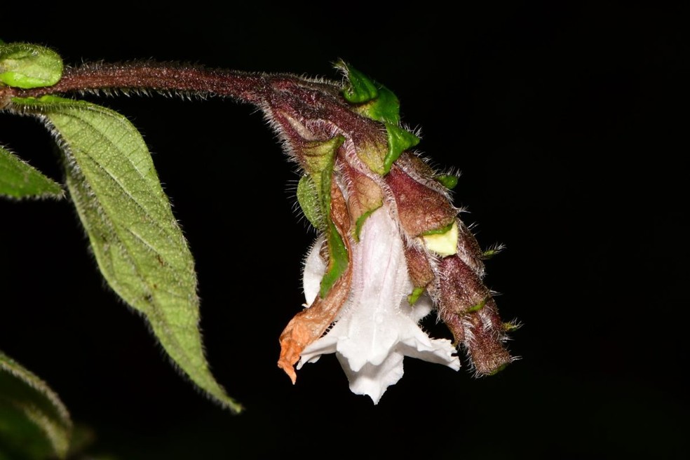 Strobilanthes medahinnensis foi avistada pela primeira vez em setembro de 2015 na floresta tropical de Peak Wilderness — Foto: Nilanthi Rajapakse