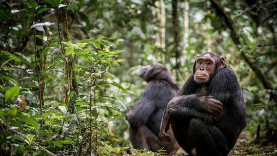Vírus que causa resfriado comum em humanos provoca morte de chimpanzés na África