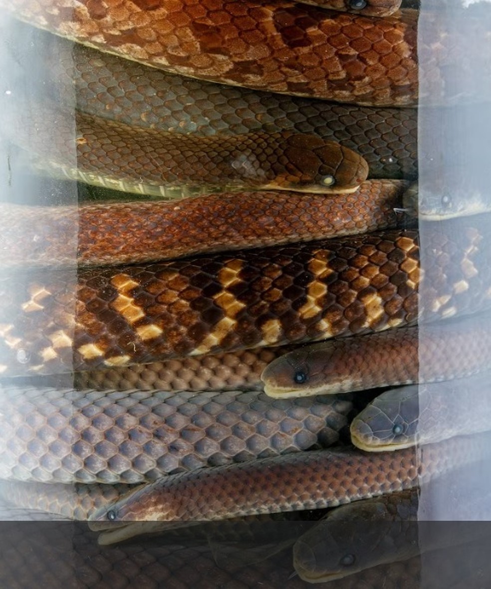 Três novas espécies de cobras são encontradas em cemitério no Equador