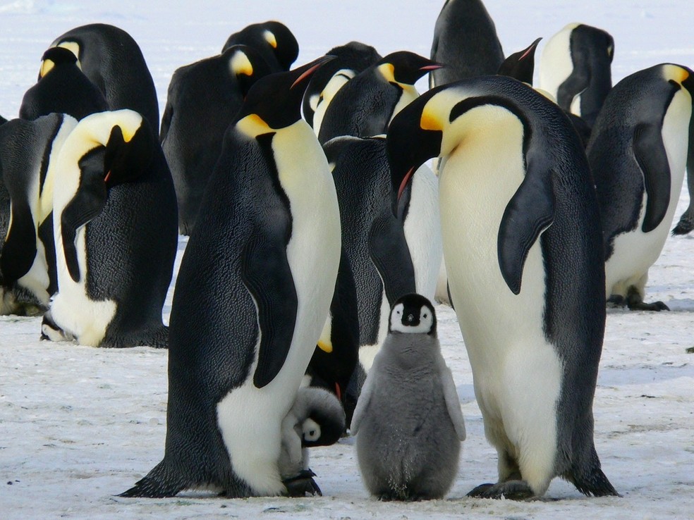 pinguim — Foto: Aptenodytes forsteri / Pexels