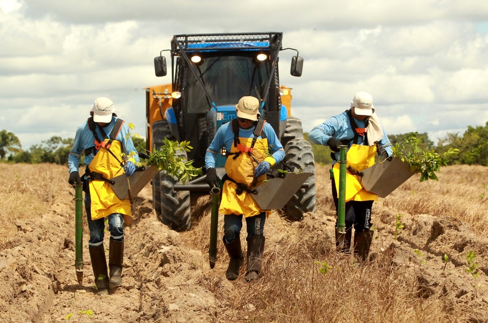 Reflorestamento da Mombak em Mãe do Rio, Pará — Foto: Raimundo Paccó