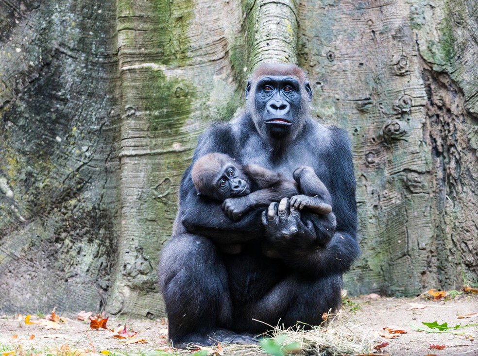 Gorilas do Congo — Foto: © Jeremy D'Arbeau