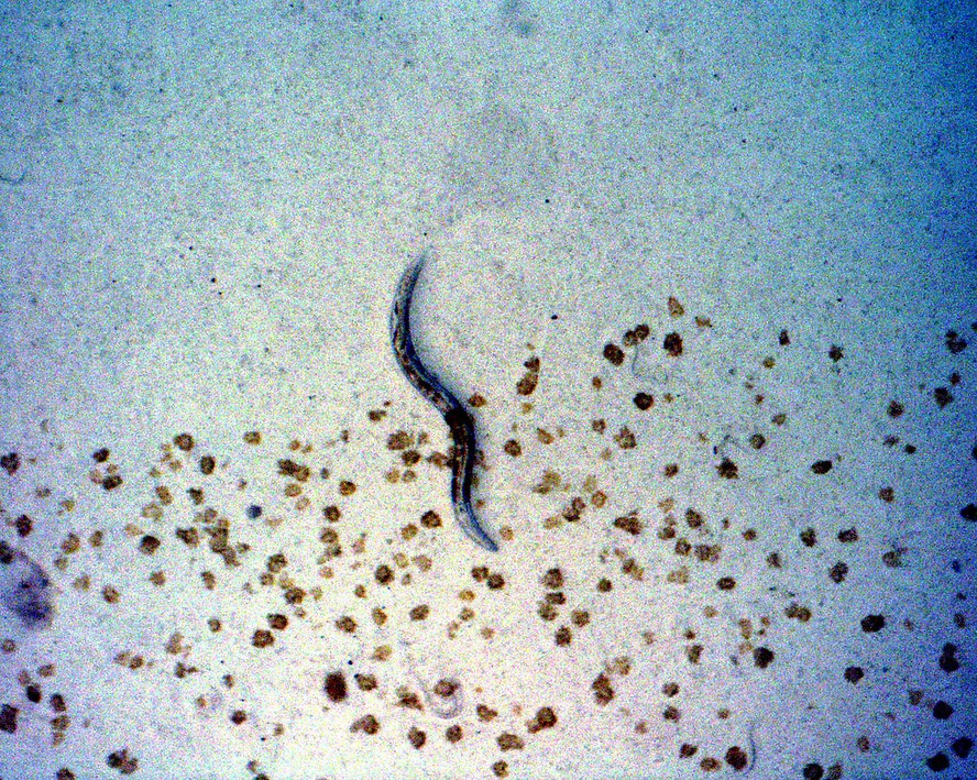 verme C. elegans