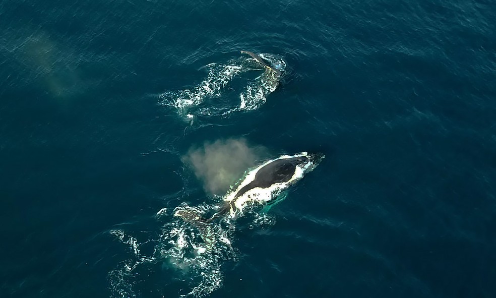 Baleias da espécie jubarte são monitoradas no litoral do Rio de Janeiro. — Foto: Custódio Coimbra/Agência O Globo