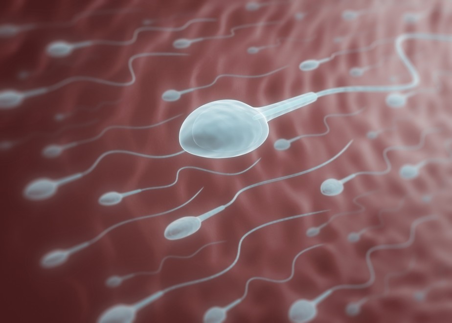 Espermatozoides, saúde reprodutiva, fertilidade, sexo, gravidez