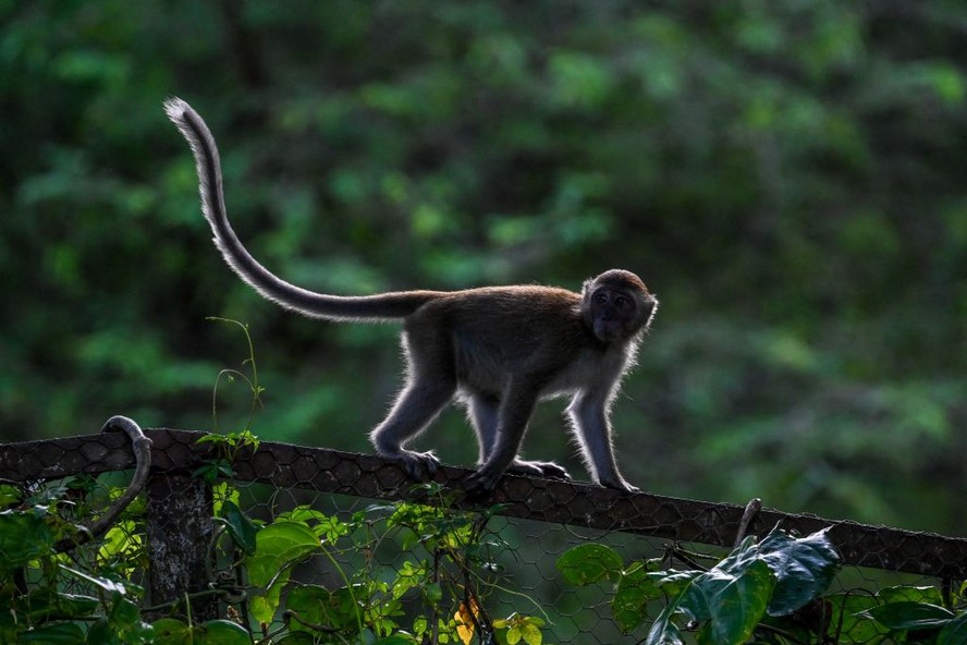 20 melhor ideia de Foto de macaco