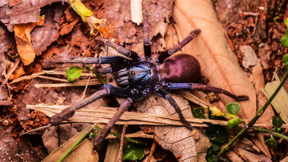  Tigre-da-terra psicodélico ou tarântula arco-íris indiana (Cilantica devamatha )  — Foto: © Mithun Das / CLP