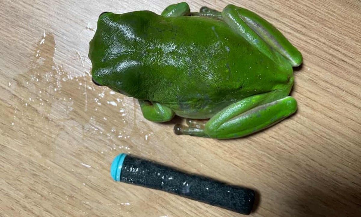 Na Austrália, sapo engole dardo de arma de brinquedo do tamanho do seu ...