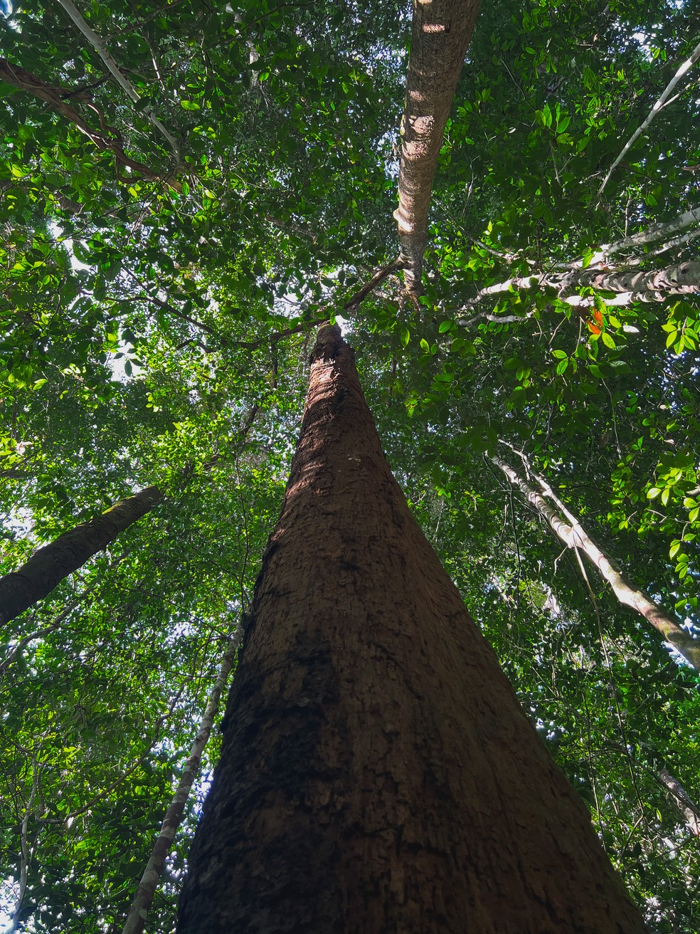 Na Fazenda Pacajá, as principais atividades desenvolvidas são o manejo sustentável de madeira, a movelaria, a partir dos residuais da madeira, e o mercado de carbono. — Foto: Platô Filmes