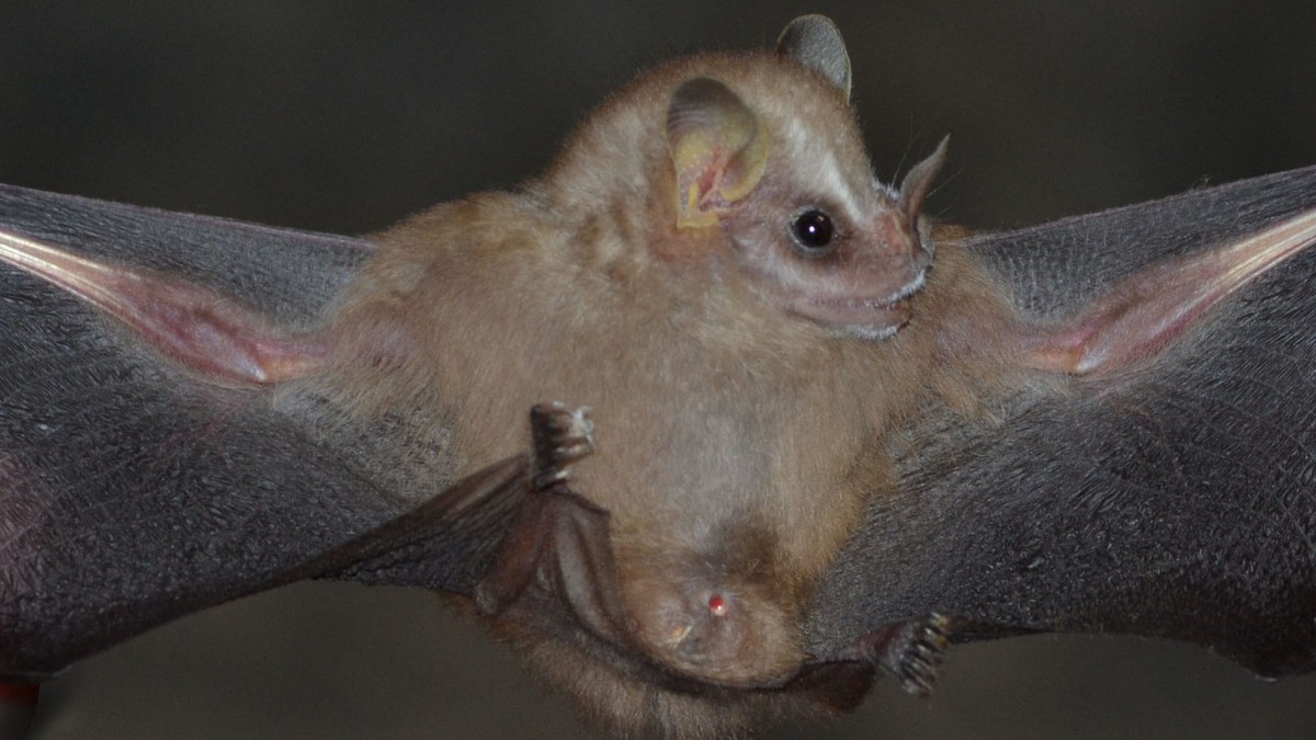 Una de las especies más pequeñas del género de los murciélagos es descubierta por científicos brasileños y mexicanos |  Energía y ciencia