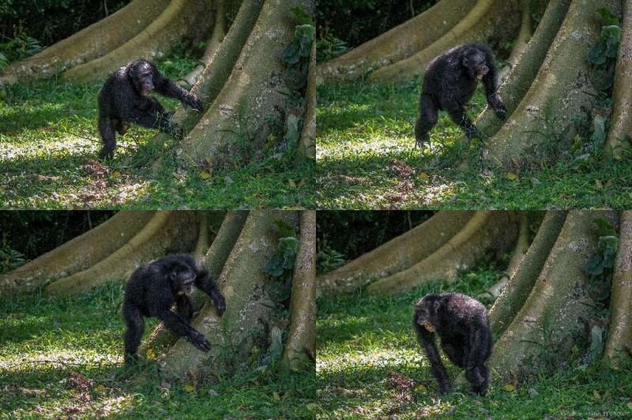 Os chimpanzés na floresta de Budongo, em Uganda, têm seu próprio estilo de 'batuque'.