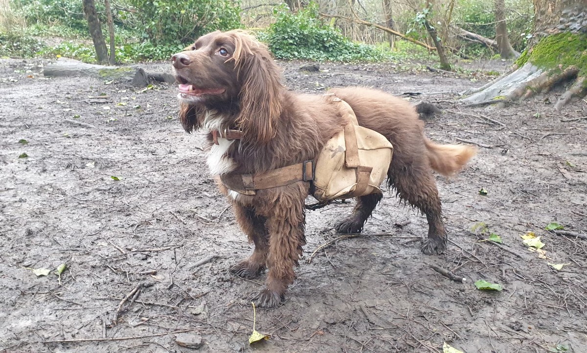 Dogs equipped with backpacks are being recruited to restore urban nature reserves in the UK  Biodiversity