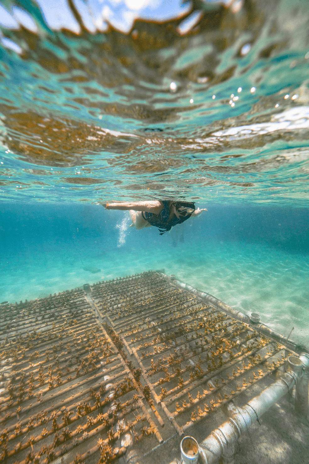 Bioturismo: mergulho com snorkel para ver de perto o trabalho de restauração. — Foto: Filipe Cadena/ Fundação Grupo Boticário