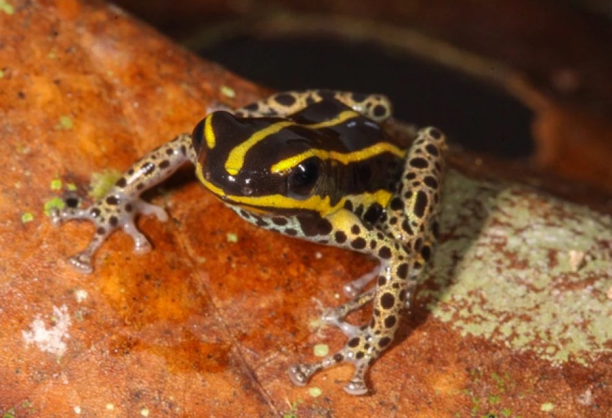 Nova espécie de rã venenosa é descoberta na Amazônia peruana