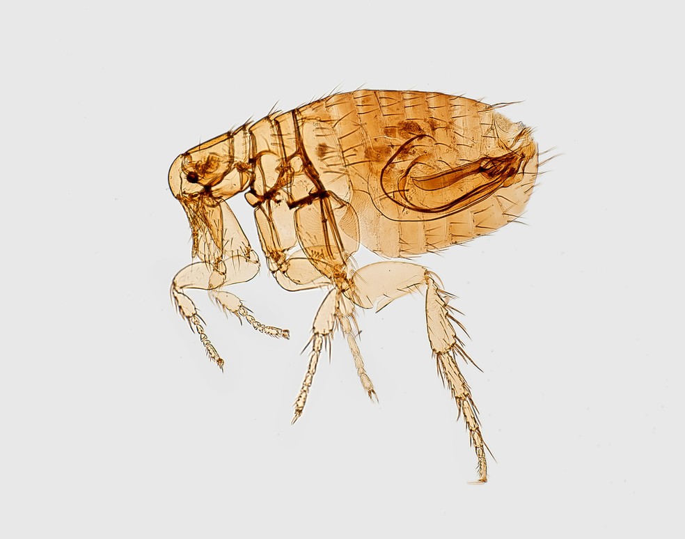 Uma pulga sob o microscópio — Foto: Unsplash