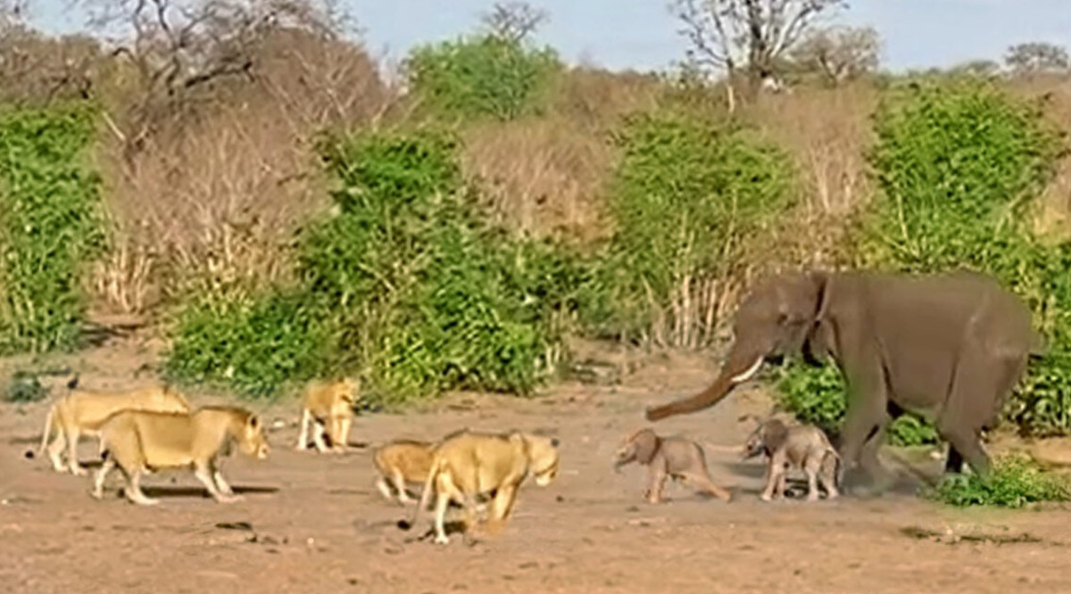 El elefante gemelo está rodeado de leones y se enfrenta a una «decisión difícil»;  observó  Biodiversidad
