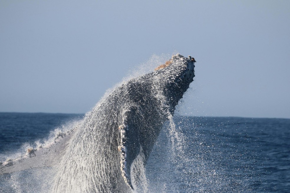 Baleia-jubarte (Megaptera novaeangliae) — Foto: Liliane Lodi