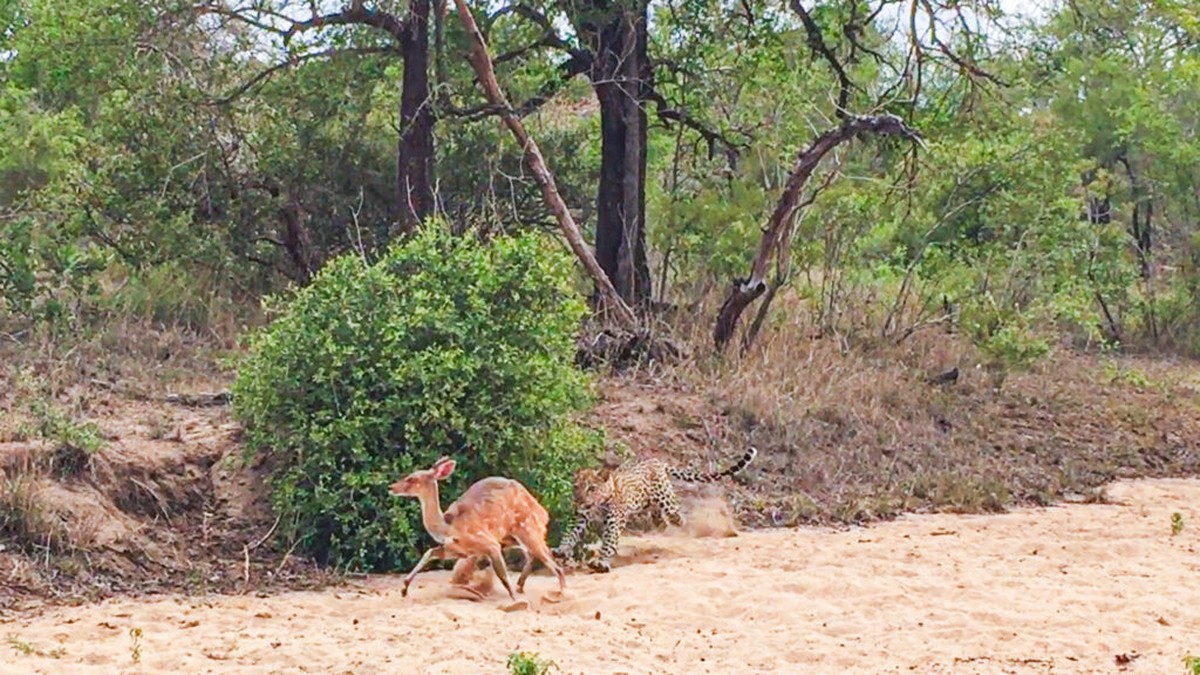 Deadly Bad Luck: Blinded after encountering a poisonous snake, a tiger devours a deer |  Biodiversity