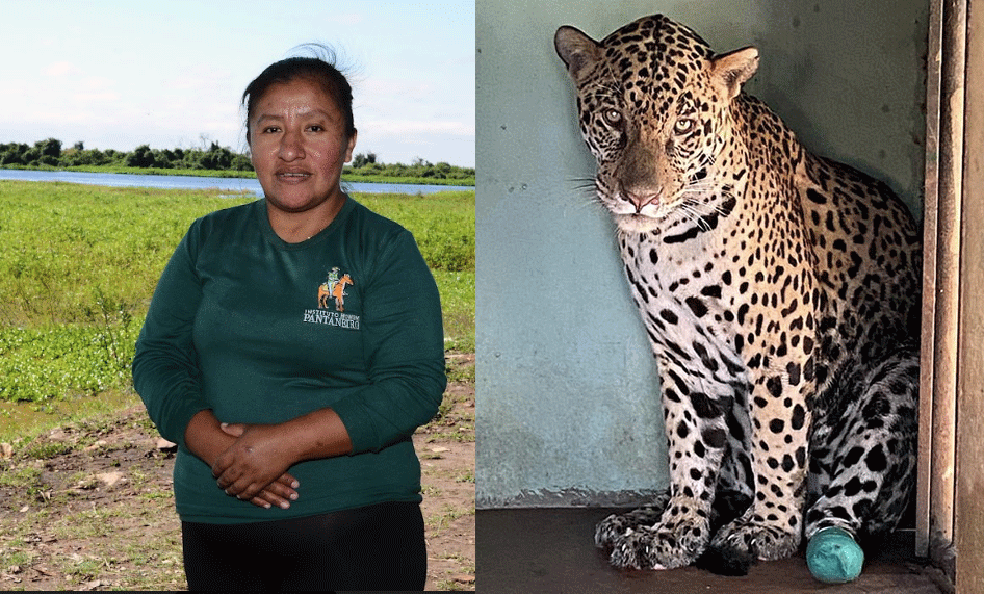 Juana Huampo e a onça Joujou, resgatada nos incêndios de 2020 no Pantanal. — Foto: Divulgação
