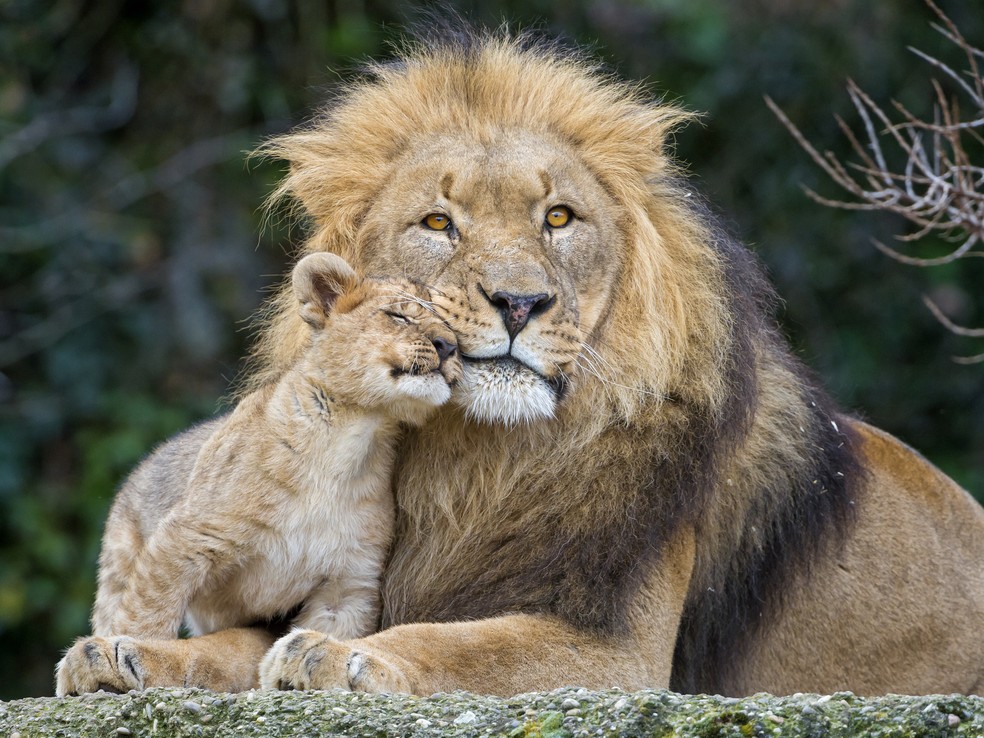 Leão com seu filhote — Foto: Getty Images