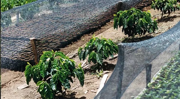 Mudas de pé de café. — Foto: Divulgação/Nescafé® Plan