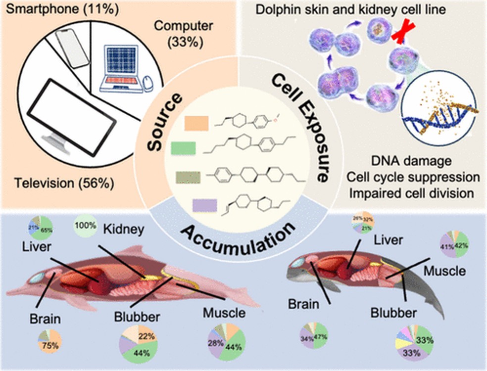 Esquema mostre fontes da substância (à esquerda); ilustração com a exposição celular dos animais estudados (à direita) e orgãos mais afetados (abaixo) — Foto: Reprodução do artigo