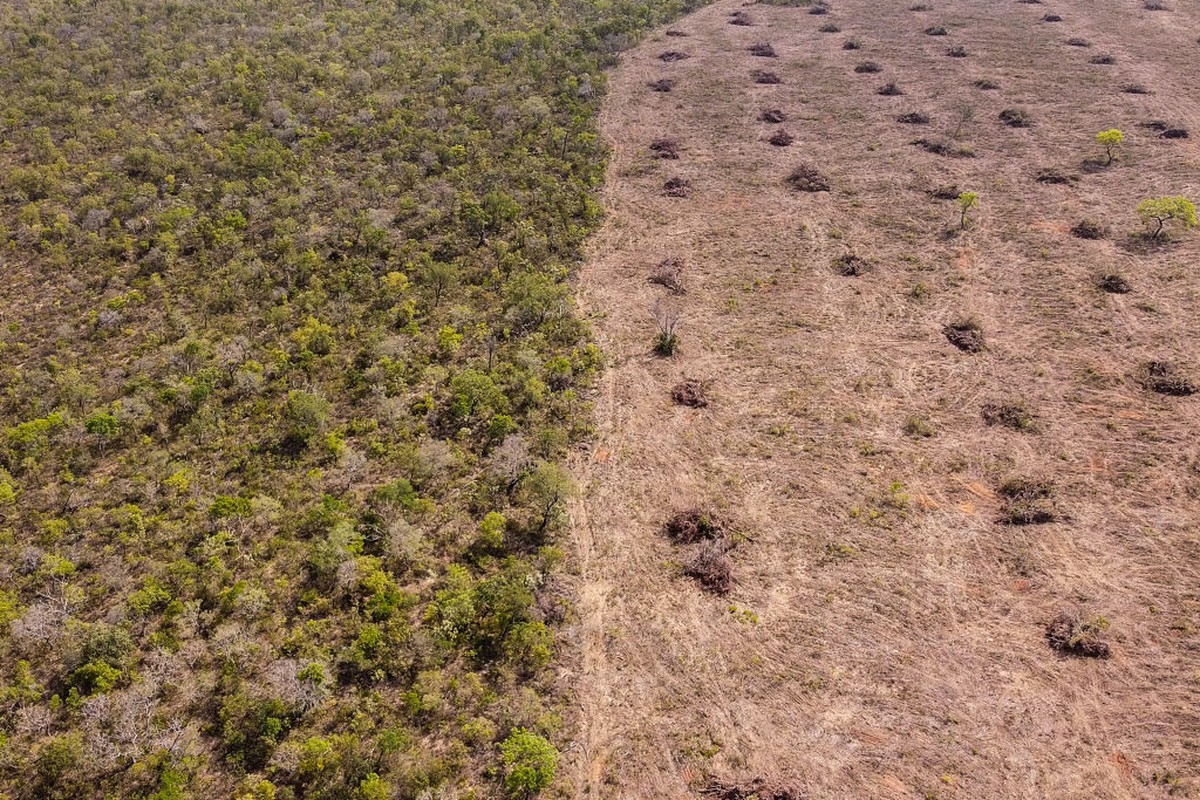 Cerrado tem 6 milhões de hectares desmatados e sua recuperação traria R ...