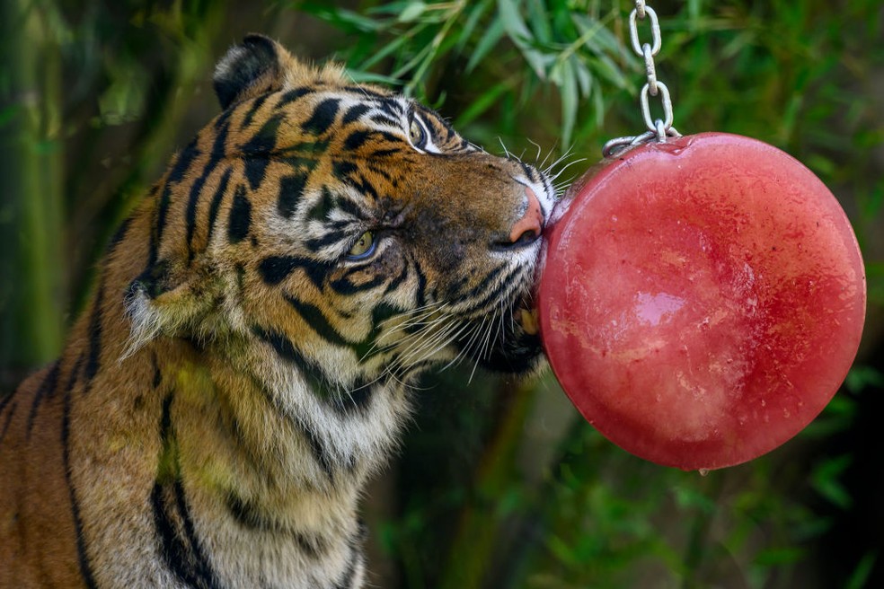 No "Bioparco di Roma, tigre de Sumatra come um pedaço de fruta congelada para se refrescar durante onda de calor com temperaturas chegando de mais de 40 graus — Foto: Getty Images