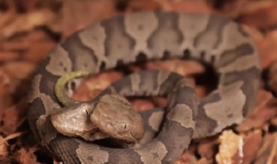 Cobra com duas cabeças é descoberta na África do Sul - Olhar Digital
